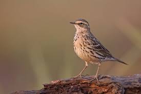 Image result for Anthus cervinus