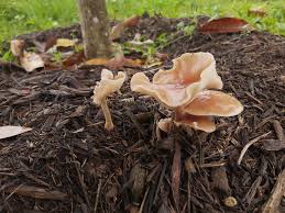 Attēlu rezultāti vaicājumam “Physarum pezizoideum stalked”