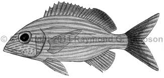 Image result for Haemulon carbonarium