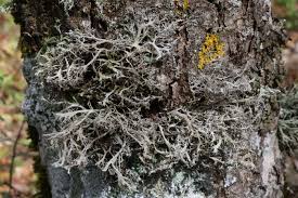 Attēlu rezultāti vaicājumam “Anaptychia ciliaris”