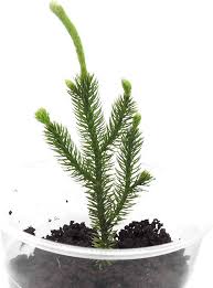 Attēlu rezultāti vaicājumam “Lycopodium dubium”