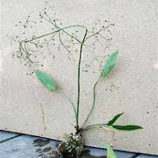 Attēlu rezultāti vaicājumam “Alisma plantago-aquatica”