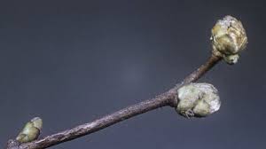 Attēlu rezultāti vaicājumam “Acalitus longisetosus”