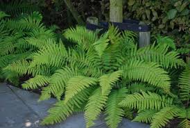 Attēlu rezultāti vaicājumam “Dryopteris cristata”