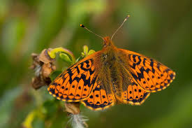 Attēlu rezultāti vaicājumam “Boloria aquilonaris”
