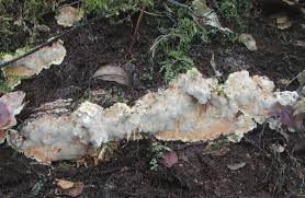 Attēlu rezultāti vaicājumam “Rigidoporus crocatus”