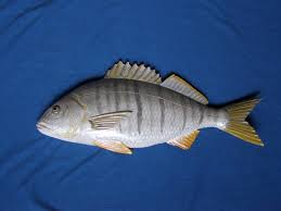 Image result for Lithognathus mormyrus