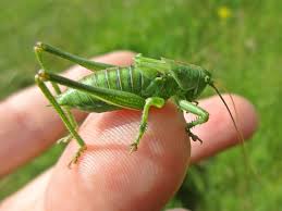 Attēlu rezultāti vaicājumam “Tettigoniodea”