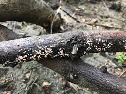 Attēlu rezultāti vaicājumam “Aleurodiscus amorphus”