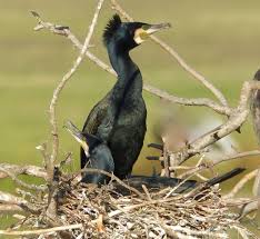 Attēlu rezultāti vaicājumam “Phalacrocorax carbo nest”