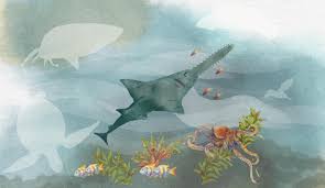 Image result for Pristis pristis