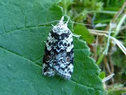 Attēlu rezultāti vaicājumam “Nycteola degenerana”