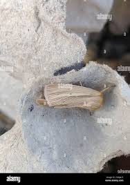 Attēlu rezultāti vaicājumam “Mythimna impura”