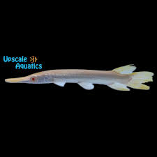 Image result for Atractosteus spatula