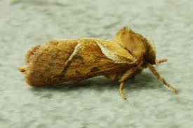 Attēlu rezultāti vaicājumam “Hepialus sylvina female”