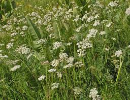 Attēlu rezultāti vaicājumam “Conioselinum tataricum”