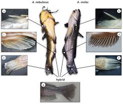 Image result for Ameiurus melas