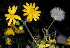 Attēlu rezultāti vaicājumam “Senecio vernalis bud”