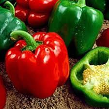 Afbeeldingsresultaat voor california wonder 300 sweet pepper