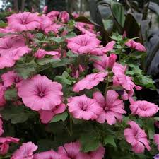 Image result for Lavatera trimestris