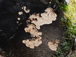 Attēlu rezultāti vaicājumam “Cystostereum murrayi”