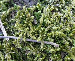 Attēlu rezultāti vaicājumam “Hypnum cupressiforme var. filiforme”