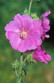 Image result for Lavatera thuringiaca