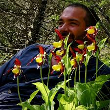 Attēlu rezultāti vaicājumam “Cypripedium calceolus flower”