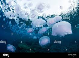 Attēlu rezultāti vaicājumam “Aurelia aurita”