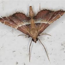 Attēlu rezultāti vaicājumam “Pyralididae”