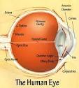 <b>Anterior Chamber</b>