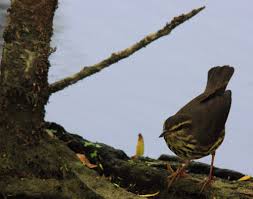 Image result for Seiurus noveboracensis