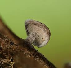 Attēlu rezultāti vaicājumam “Diderma hemisphaericum”