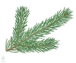 Attēlu rezultāti vaicājumam “Picea abies”