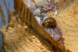 Attēlu rezultāti vaicājumam “Myzia oblongoguttata”