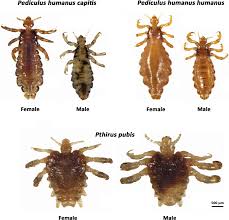 Attēlu rezultāti vaicājumam “Pediculus humanus capitis”