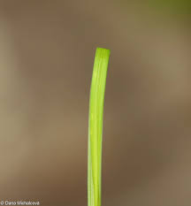Attēlu rezultāti vaicājumam “Carex caryophyllea leaf”