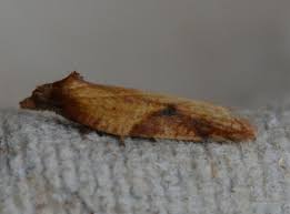 Attēlu rezultāti vaicājumam “Acleris aspersana”