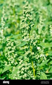 Attēlu rezultāti vaicājumam “Chenopodium album flower”