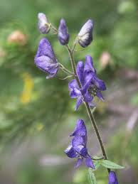 Attēlu rezultāti vaicājumam “Aconitum napellus bud”