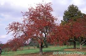 Attēlu rezultāti vaicājumam “Malus x zumi”