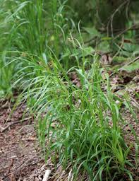 Attēlu rezultāti vaicājumam “Luzula luzuloides fruit”