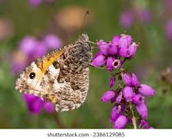 Attēlu rezultāti vaicājumam “Hipparchia semele underside”