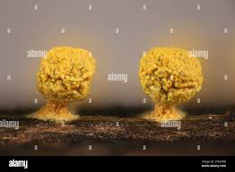 Attēlu rezultāti vaicājumam “Physarum sulphureum”