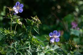 Image result for Geranium `Purple Haze`