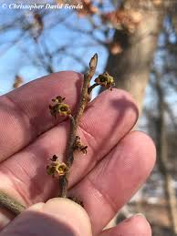 Attēlu rezultāti vaicājumam “Hamamelis virginiana bud”