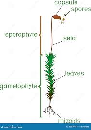 Attēlu rezultāti vaicājumam “Polytrichum commune sporophyte”