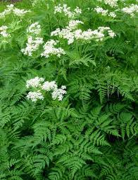 Image result for Myrrhis odorata