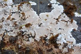 Attēlu rezultāti vaicājumam “Elmerina caryae”