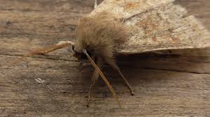 Attēlu rezultāti vaicājumam “Orthosia miniosa”